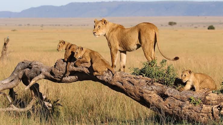 5-Day Classic Tanzania Luxury Wildlife Safari.