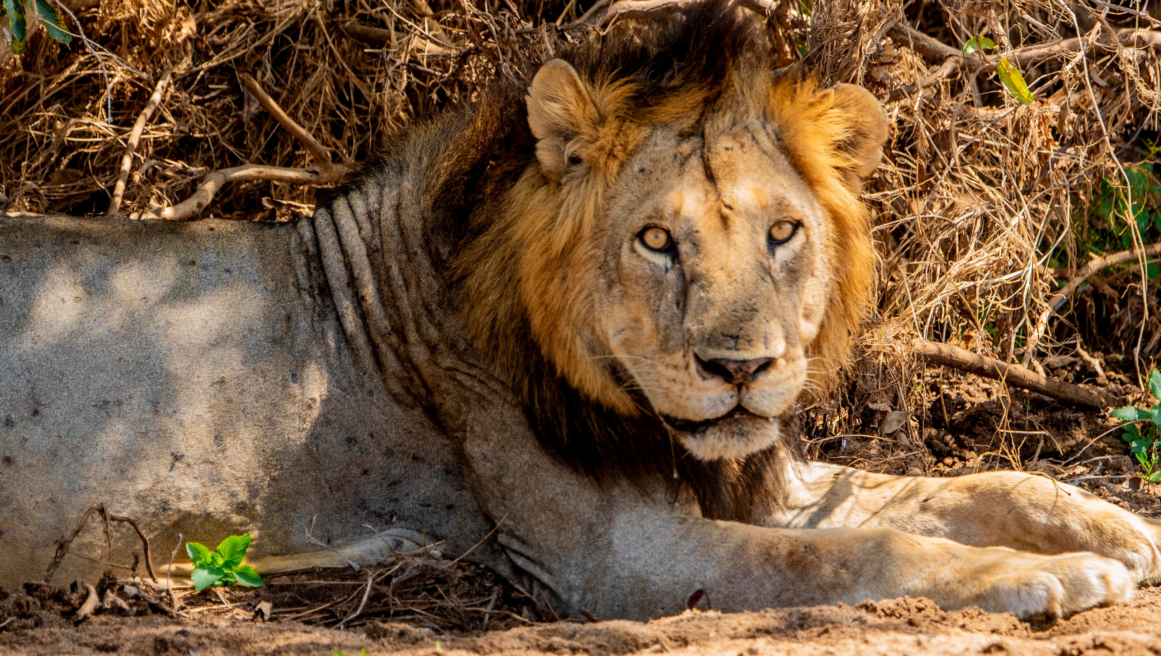 4-Day Amazing Tanzania Standard Safari