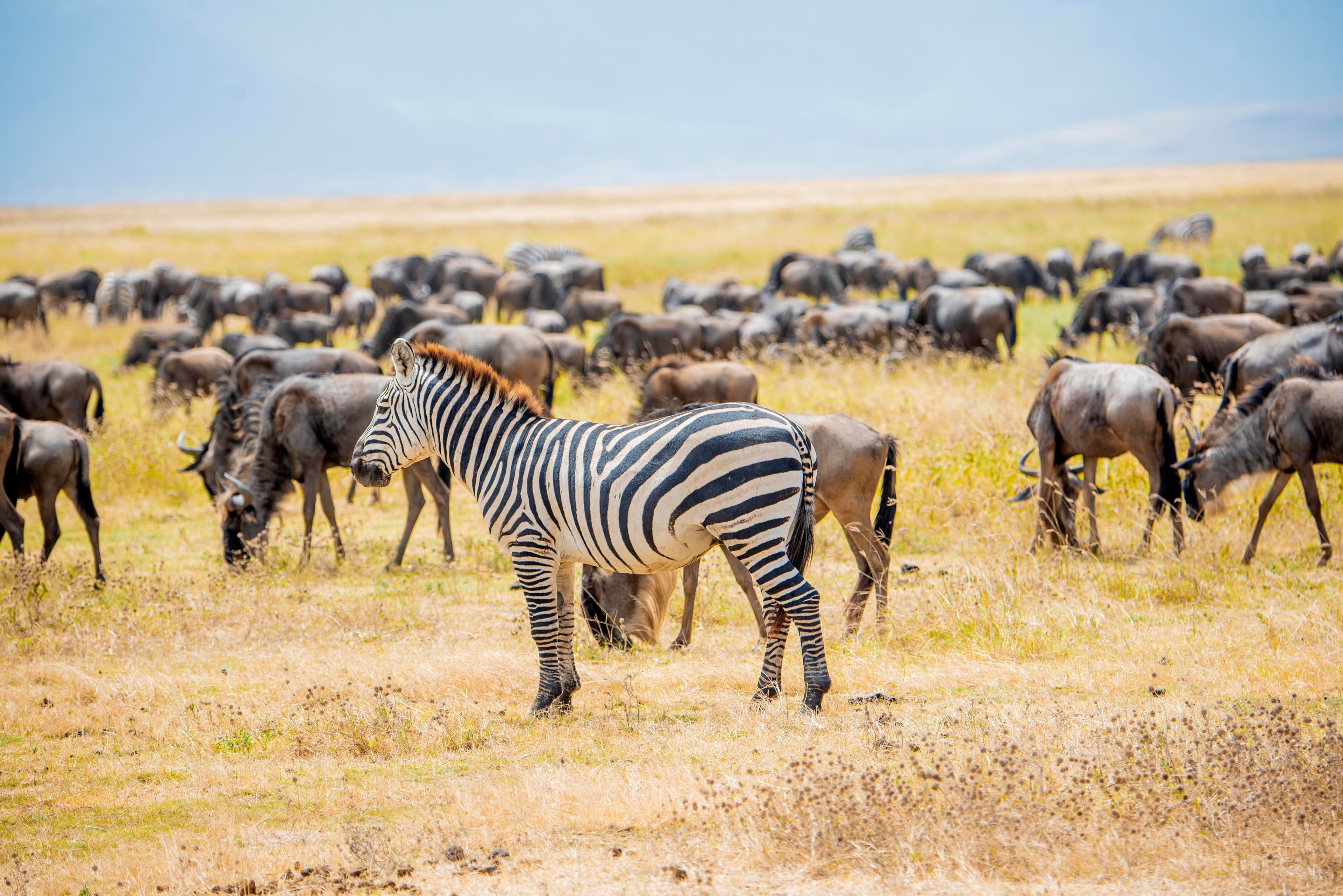 2-Day Ngorongoro Crater & Tarangire Best Luxury Safari