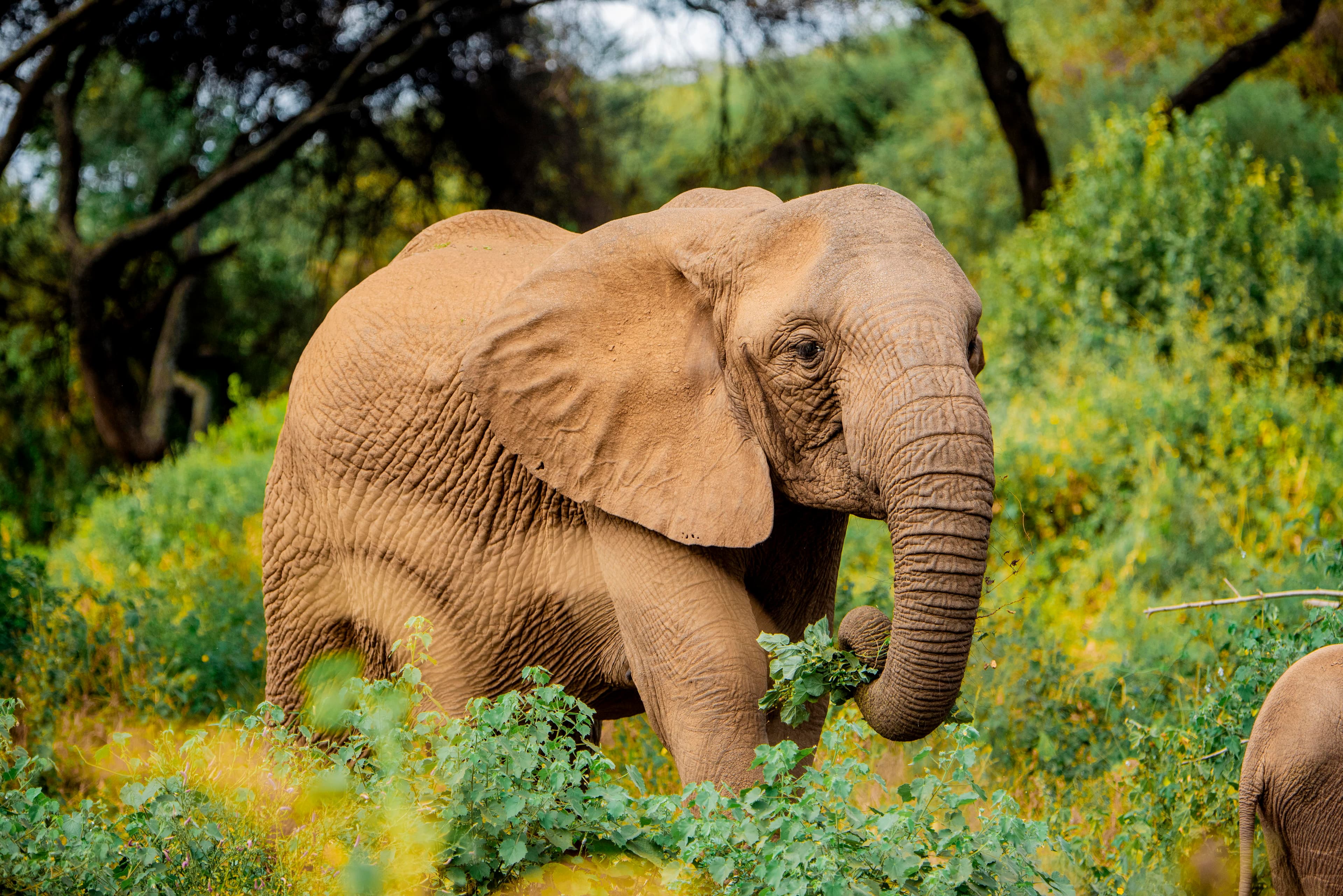 6-Day Private Big 5 Mid-Range Tour in Tanzania