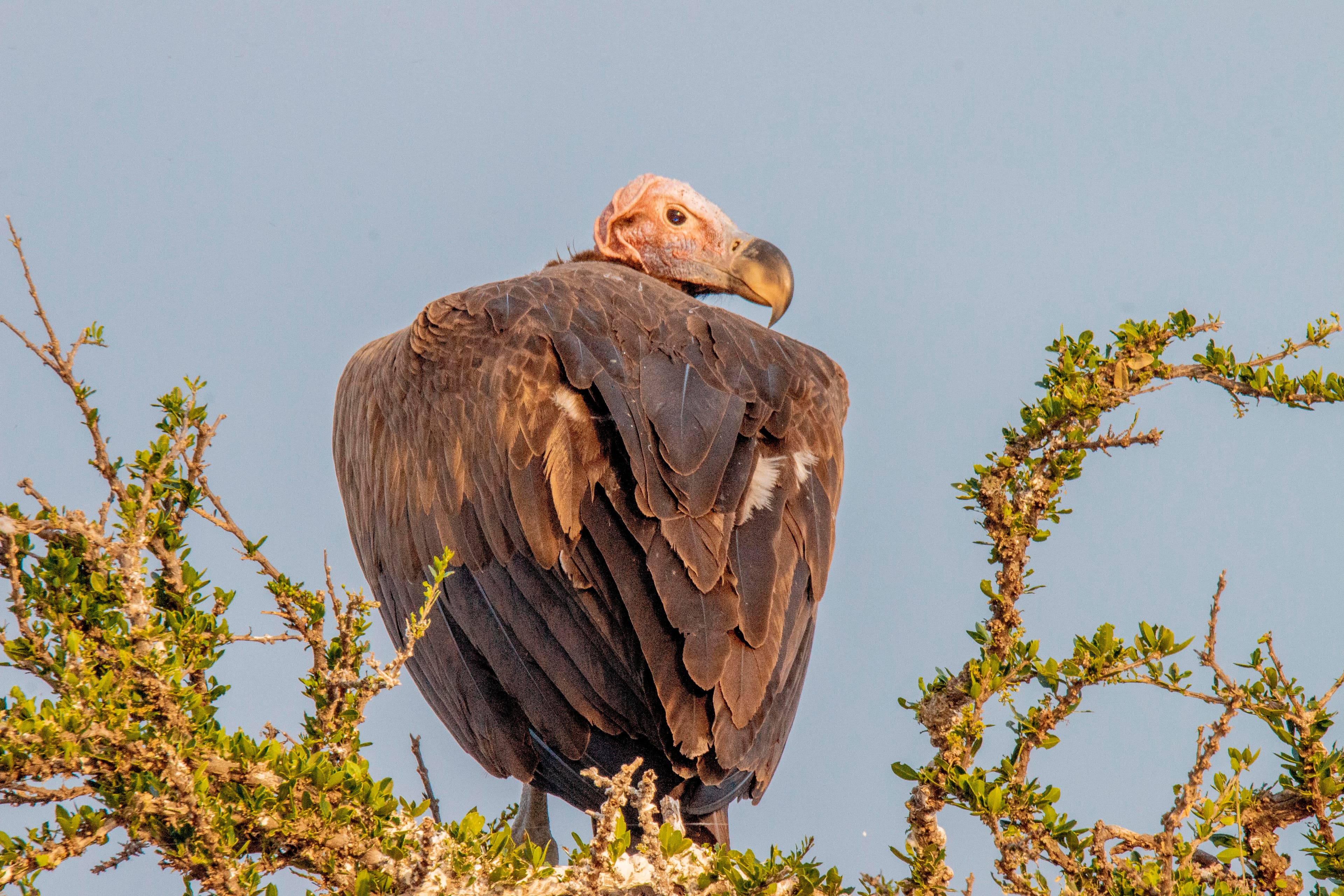 2-Day Ngorongoro Crater & Tarangire Midrange Safari