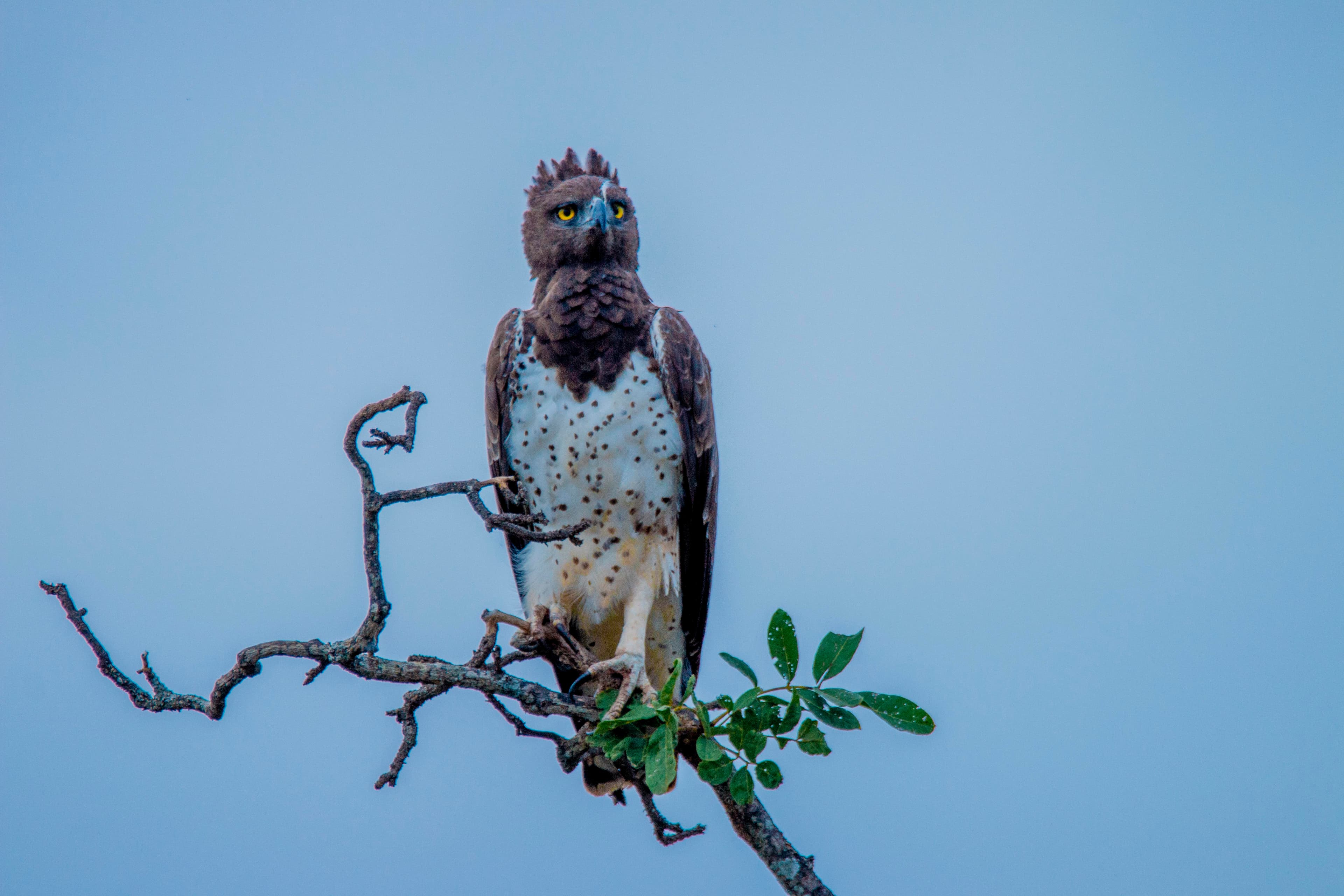3-Day Tarangire & Ngorongoro Safari with Night Game Drive