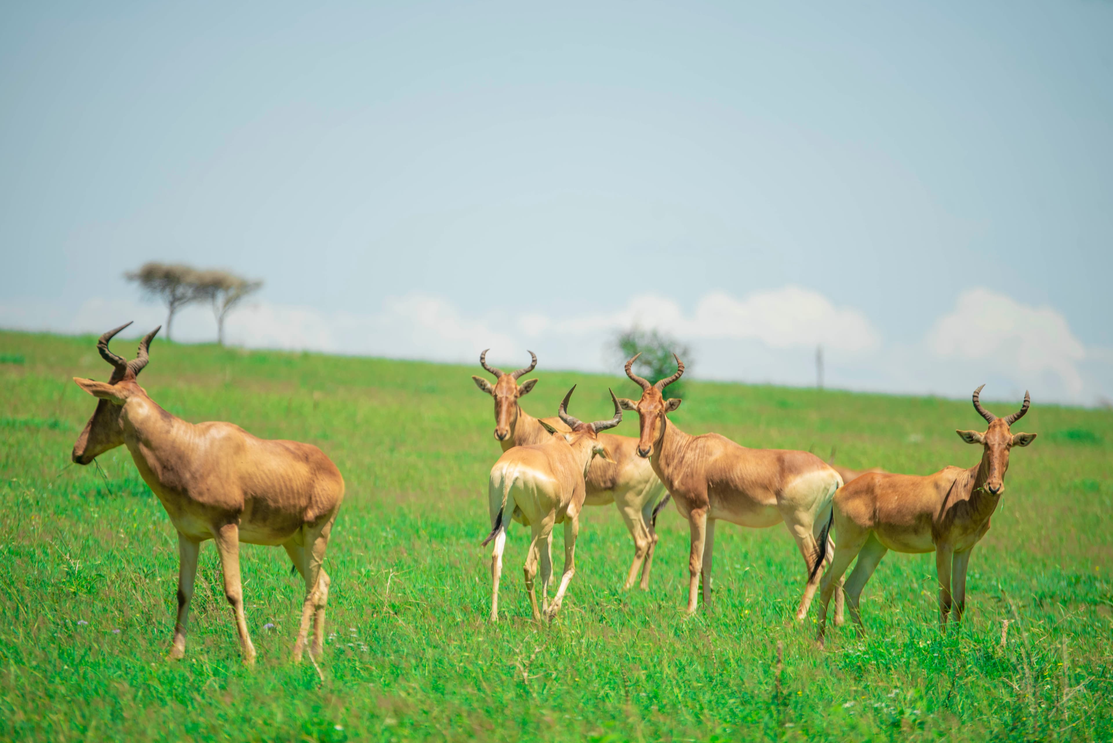 3-Day Luxury Tarangire, Lake Manyara & Ngorongoro Crater Safari (Stay on the Crater Rim)