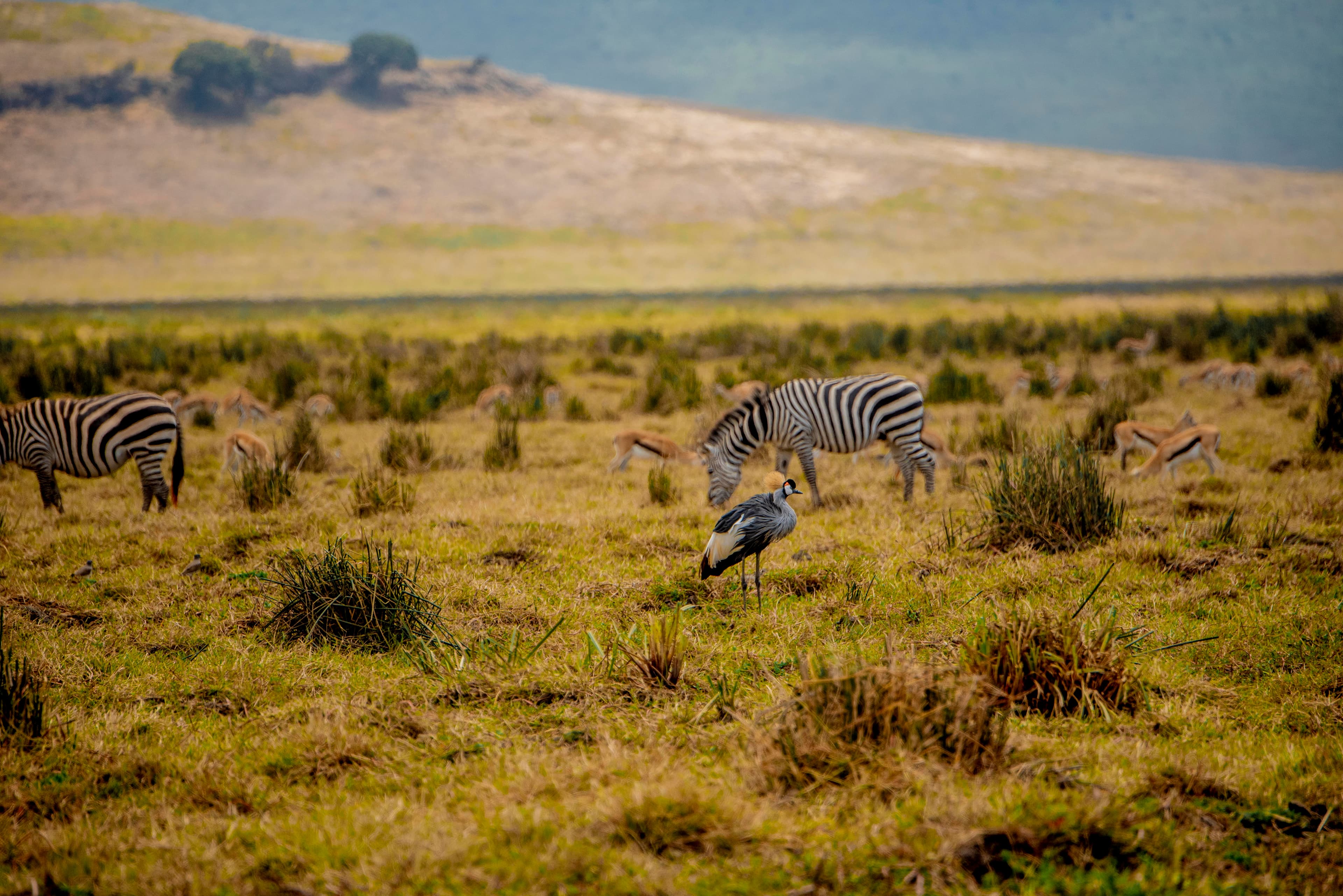 5-Day Comfort Wildlife Safari.