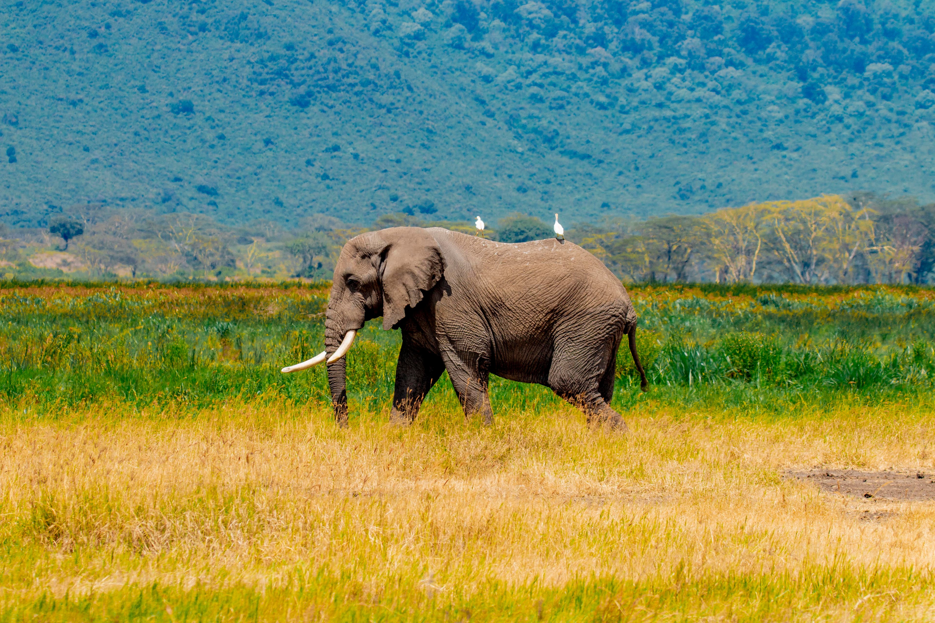 4-Day Fly-In Drive-Out Serengeti, Ngorongoro & Cultural Experience