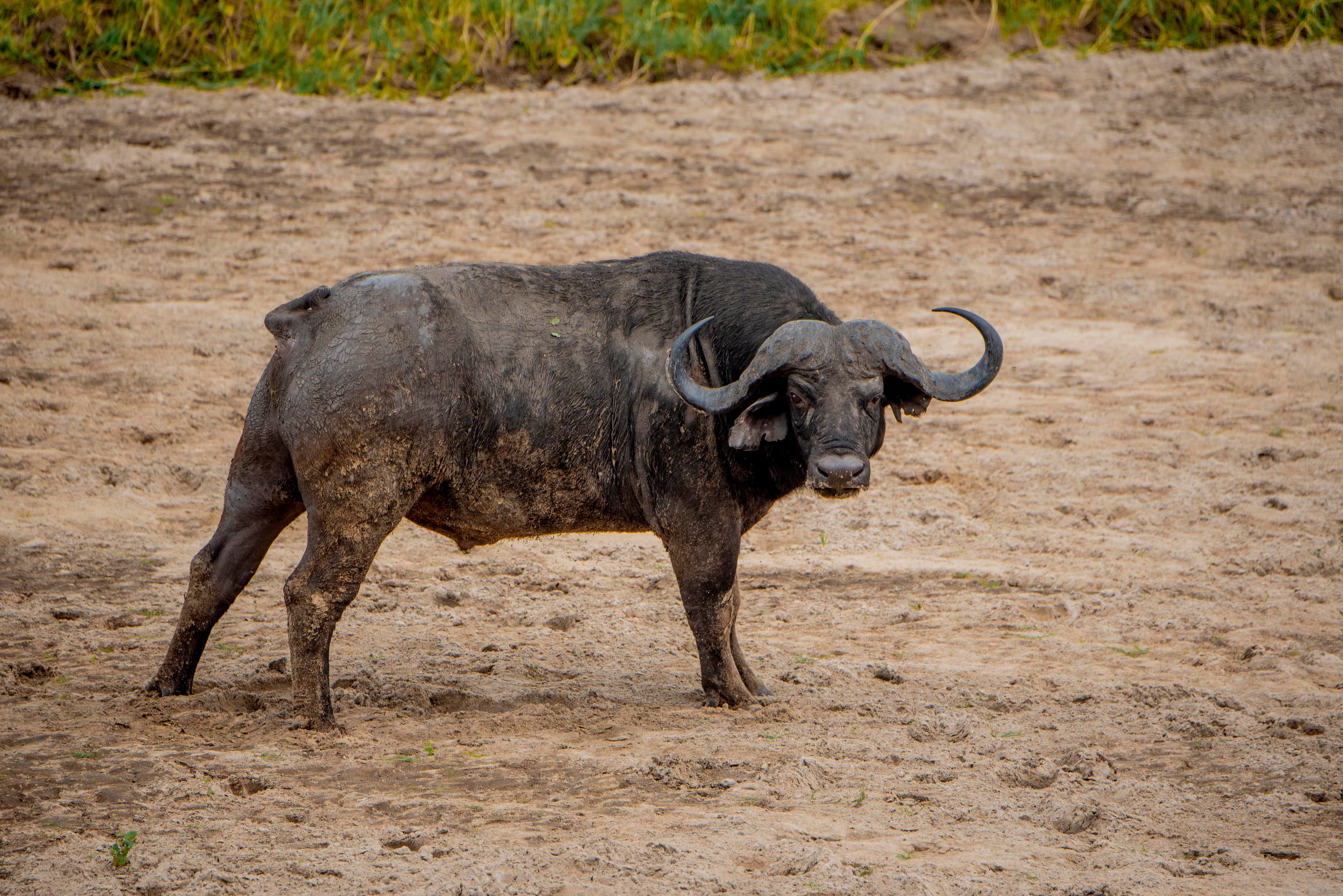 3-Day Classic Serengeti & Ngorongoro Crater Safari