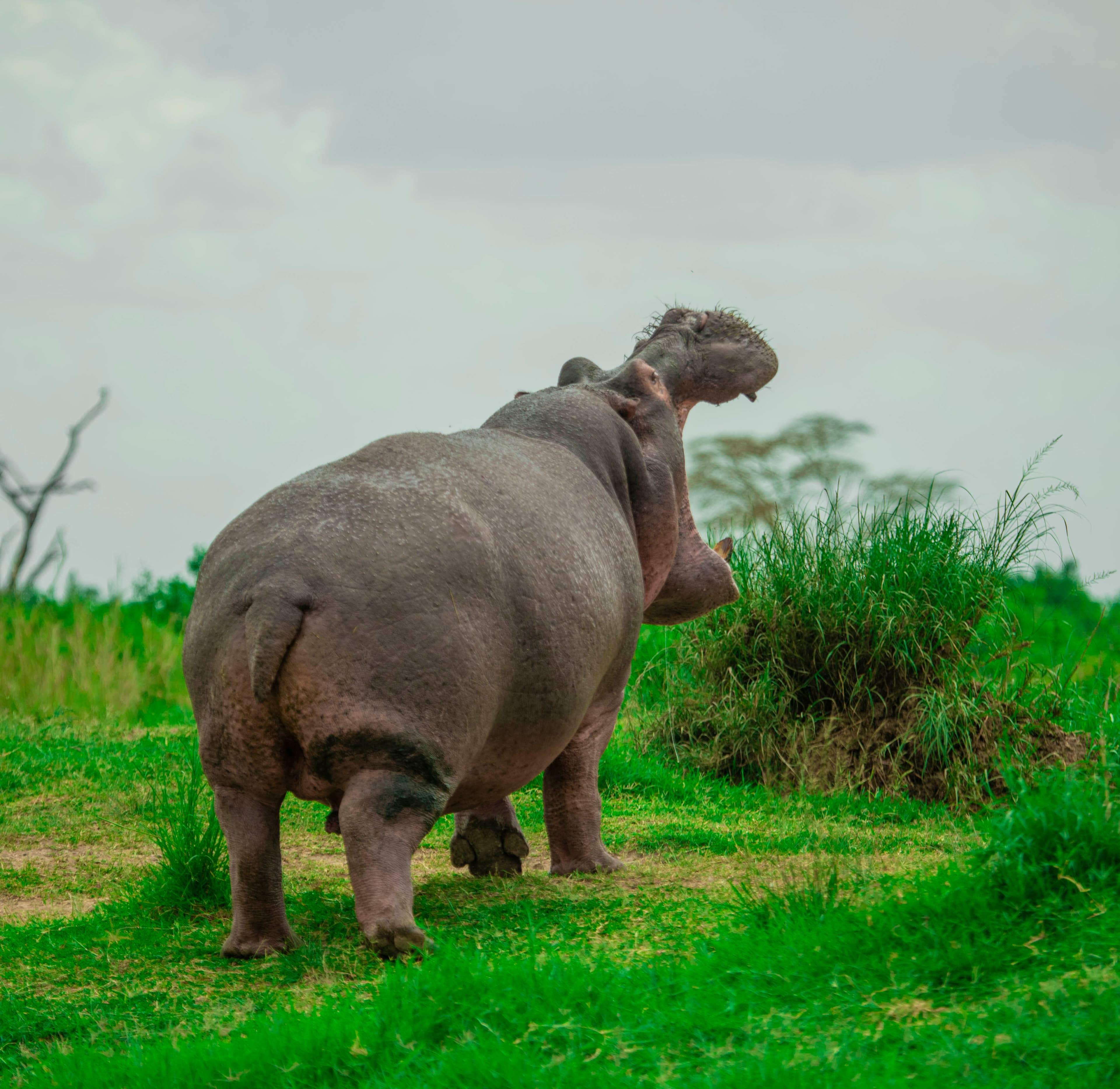 4-Day The Big Five Safari in Tanzania.