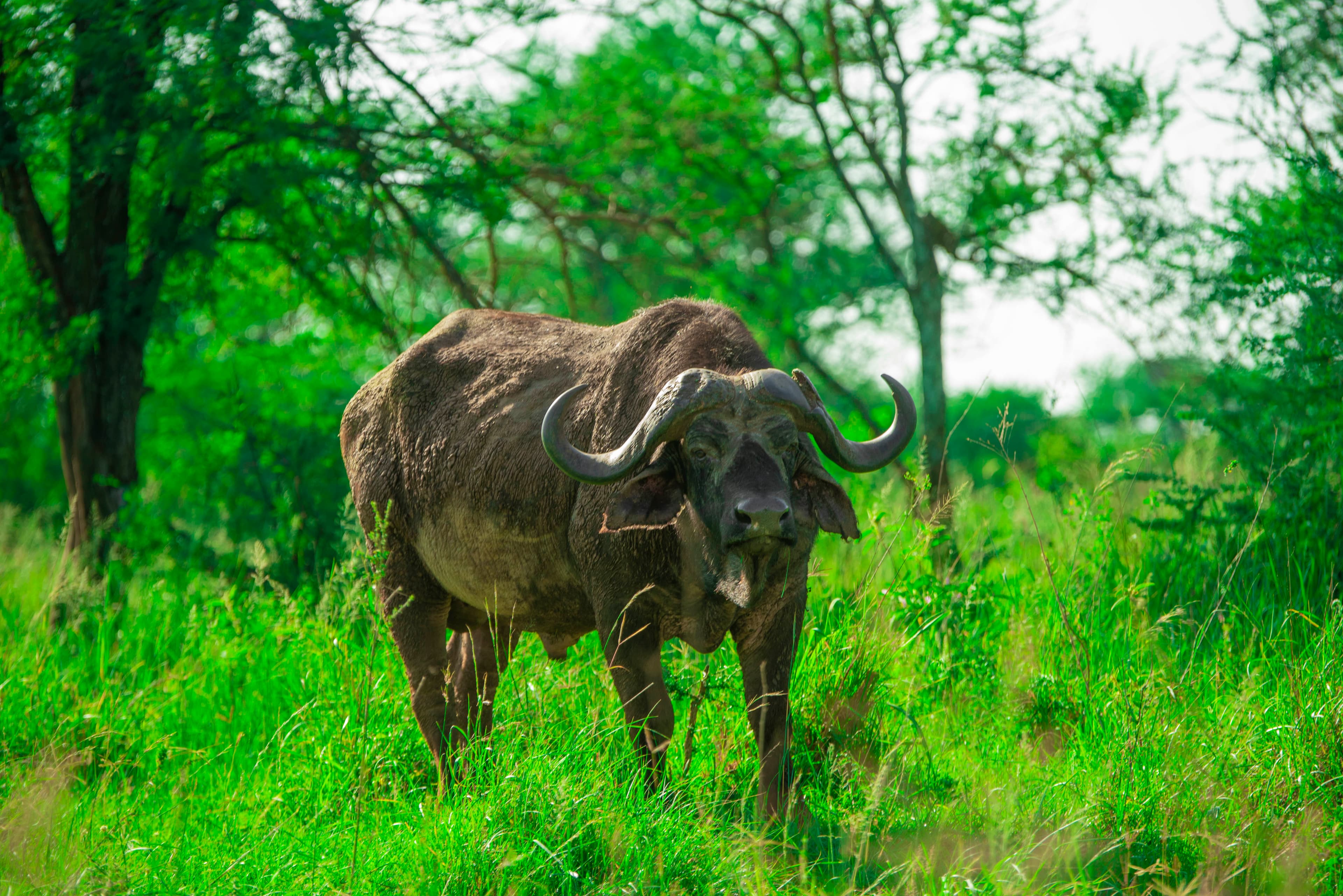 6-Day Tanzania Wildlife Highlights Mid-Range Safari