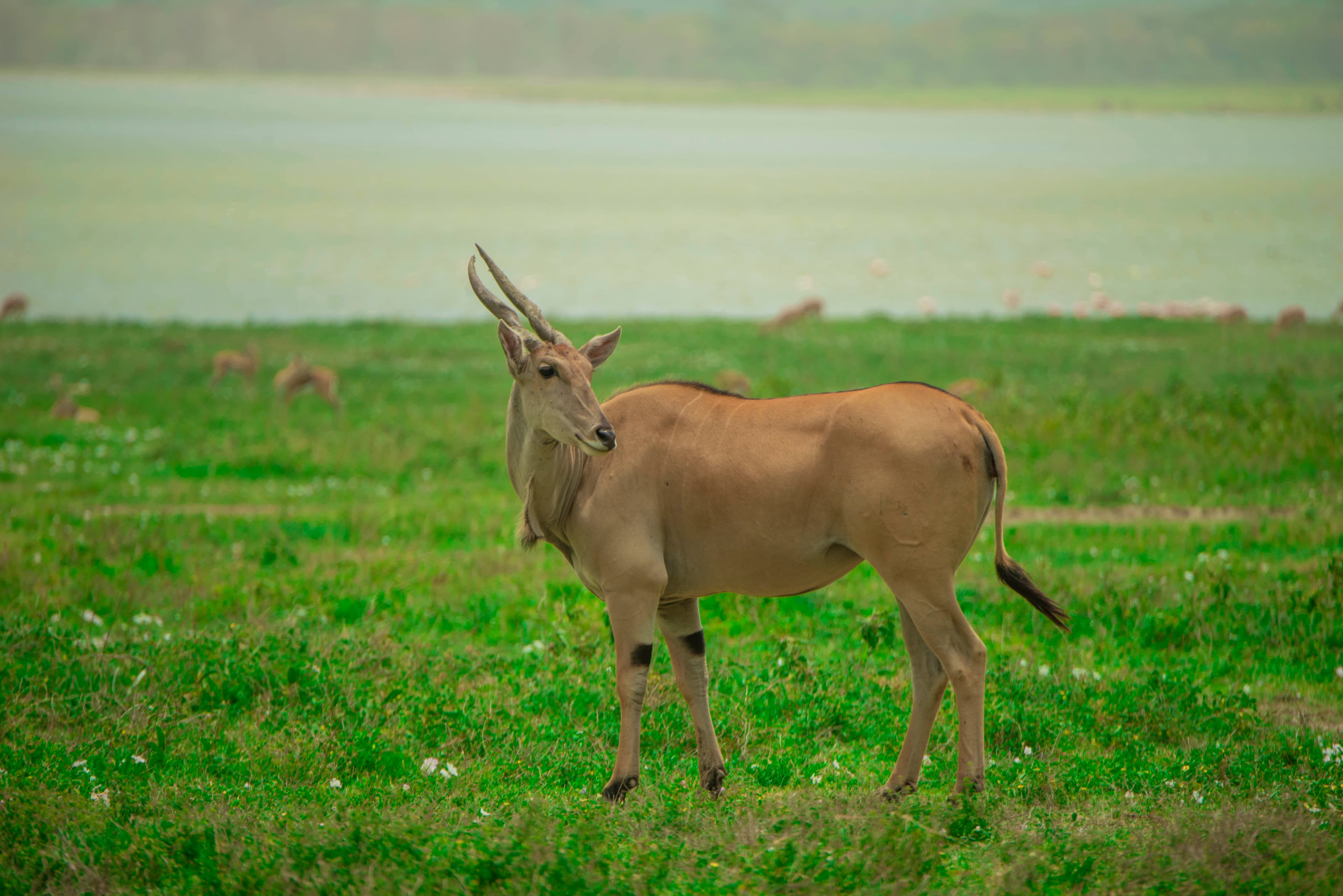 3-Day Mid-Range Tarangire, Ngorongoro Crater & Lake Manyara Safari.