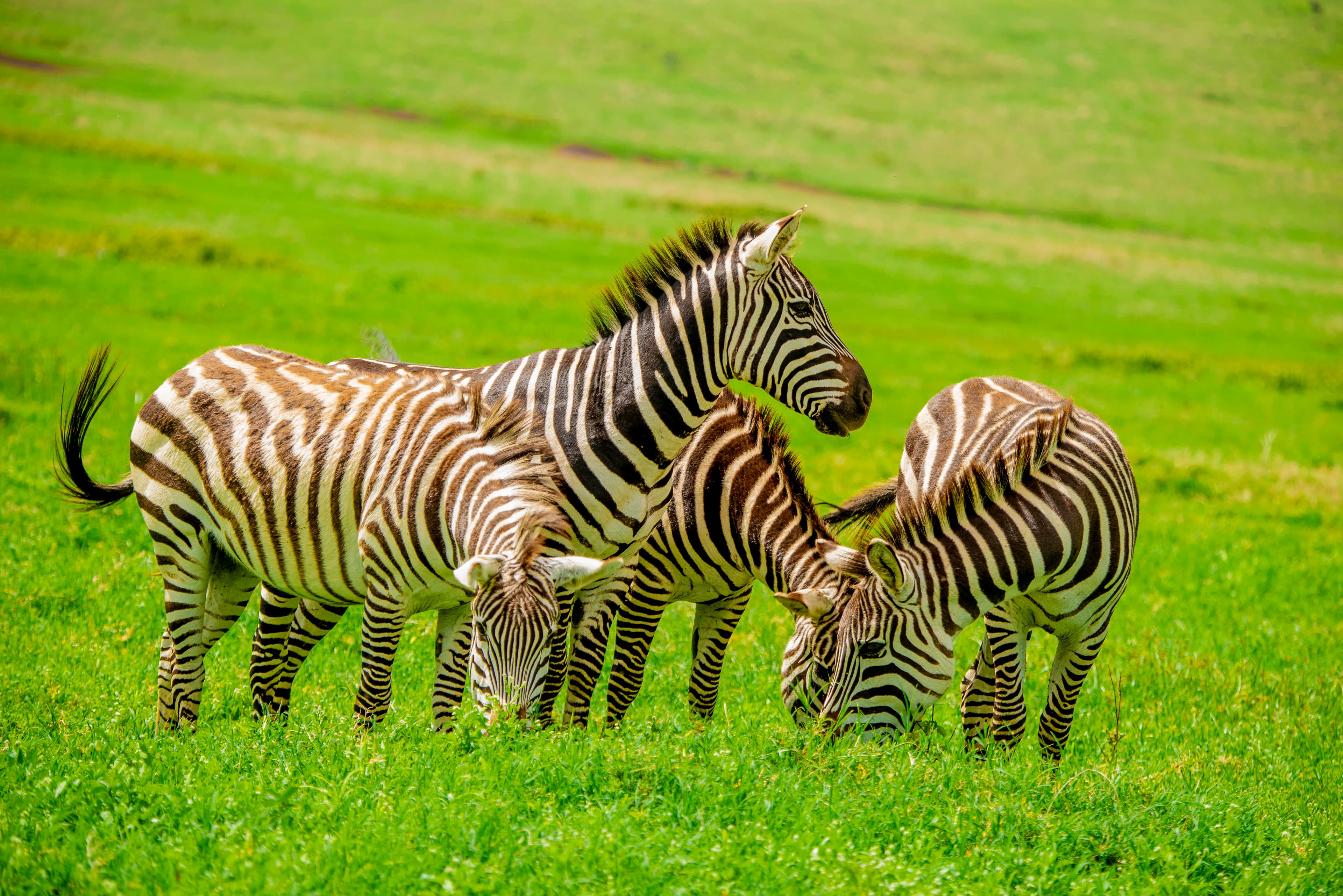 4-Days Luxury Zanzibar Beach Experience and WildLife Safari