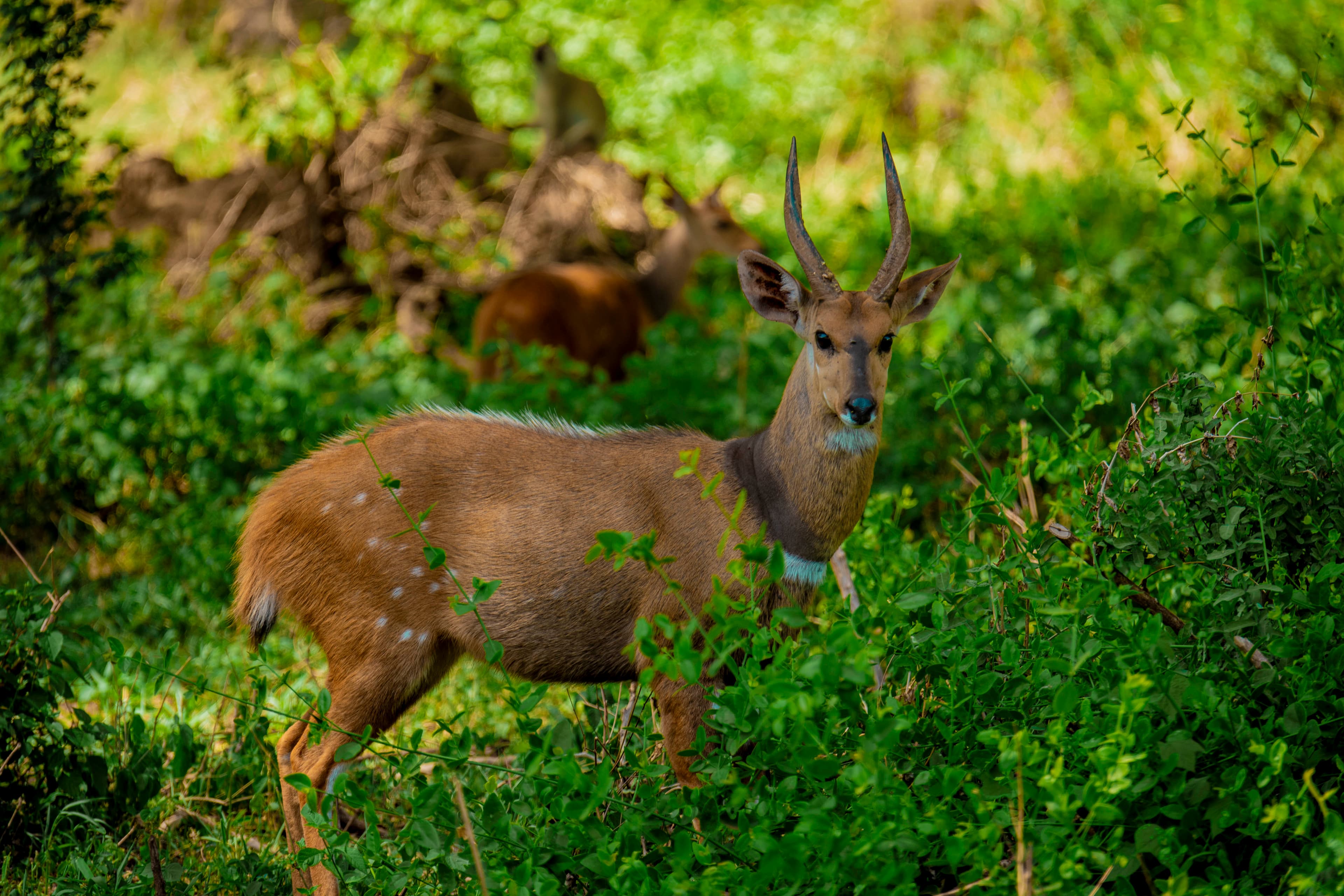 5-Day Tanzania Wildlife Safari: Tarangire, Serengeti & Ngorongoro.