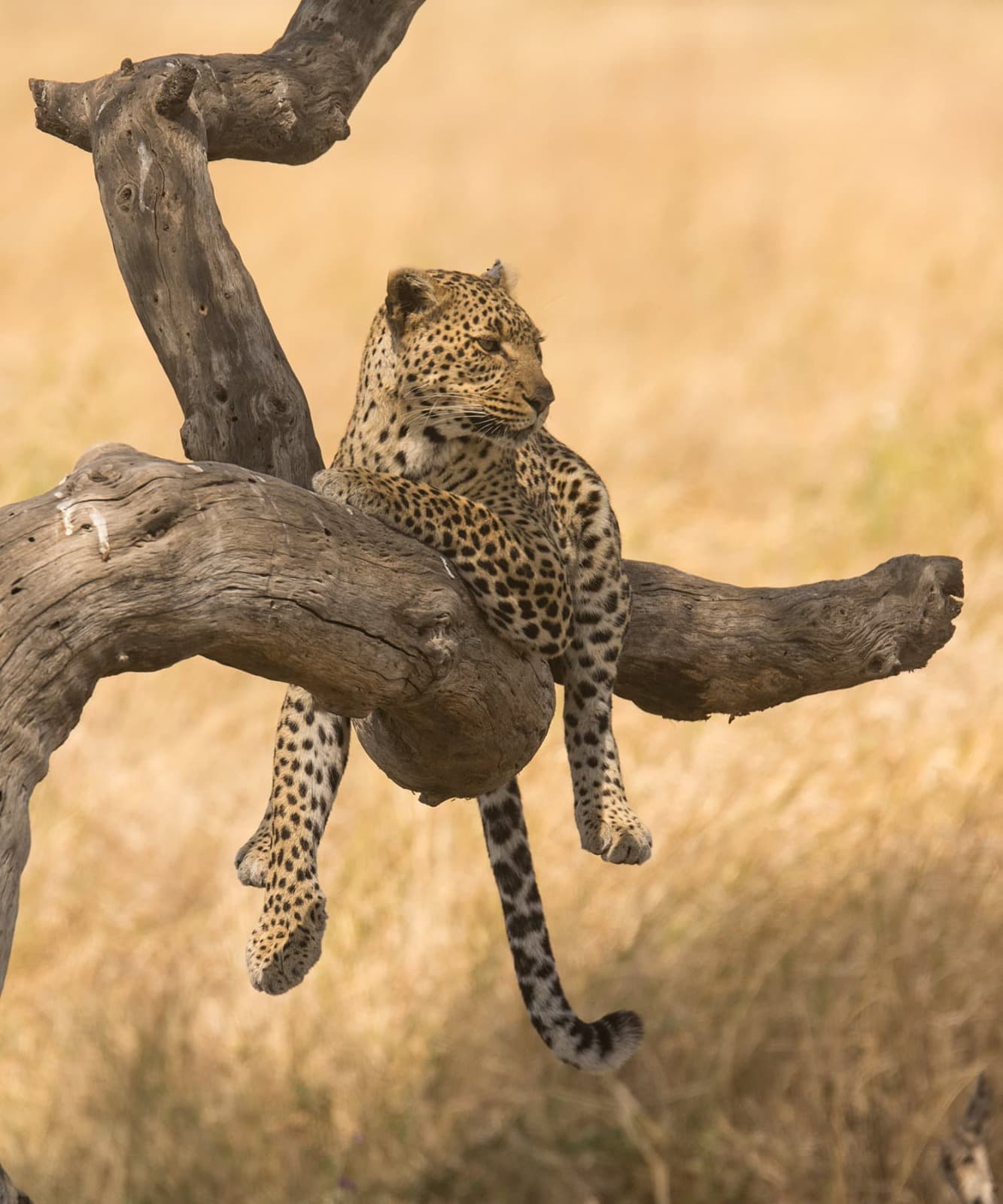 5-Day Authentic Tanzania Wildlife & Culture Safari.