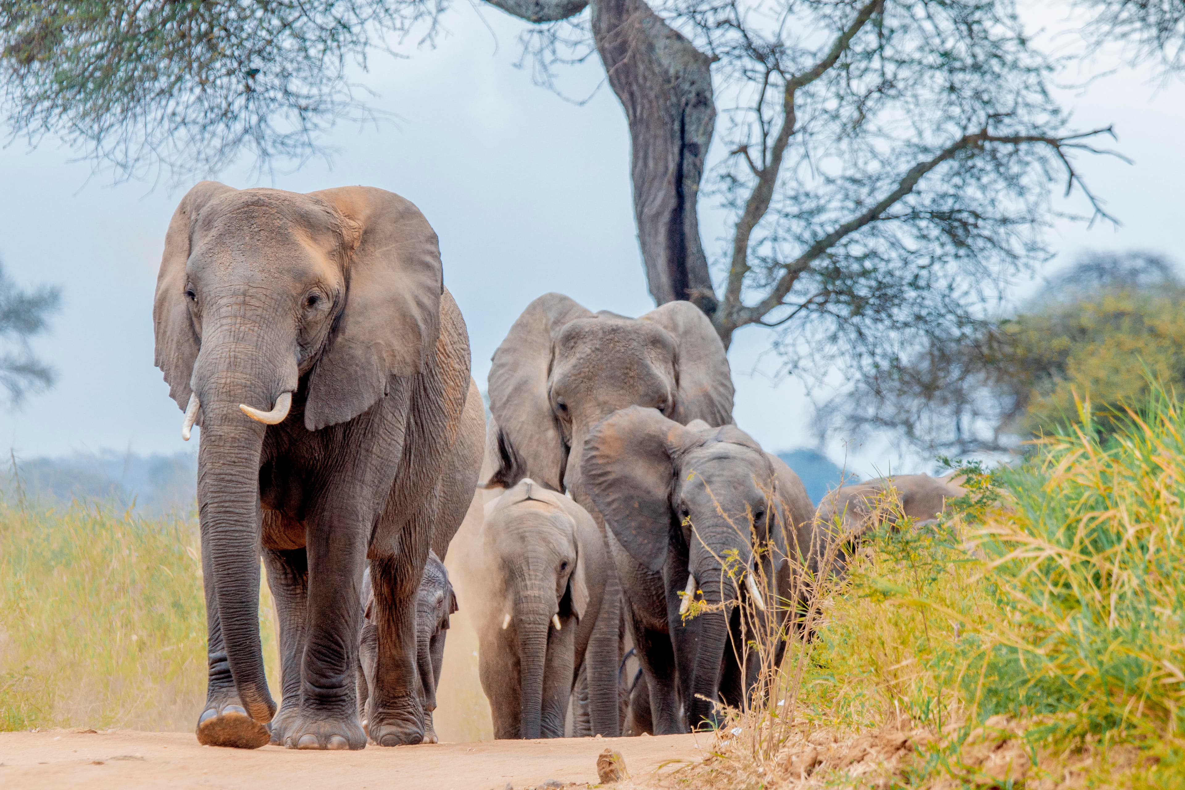 Tarangire National Park