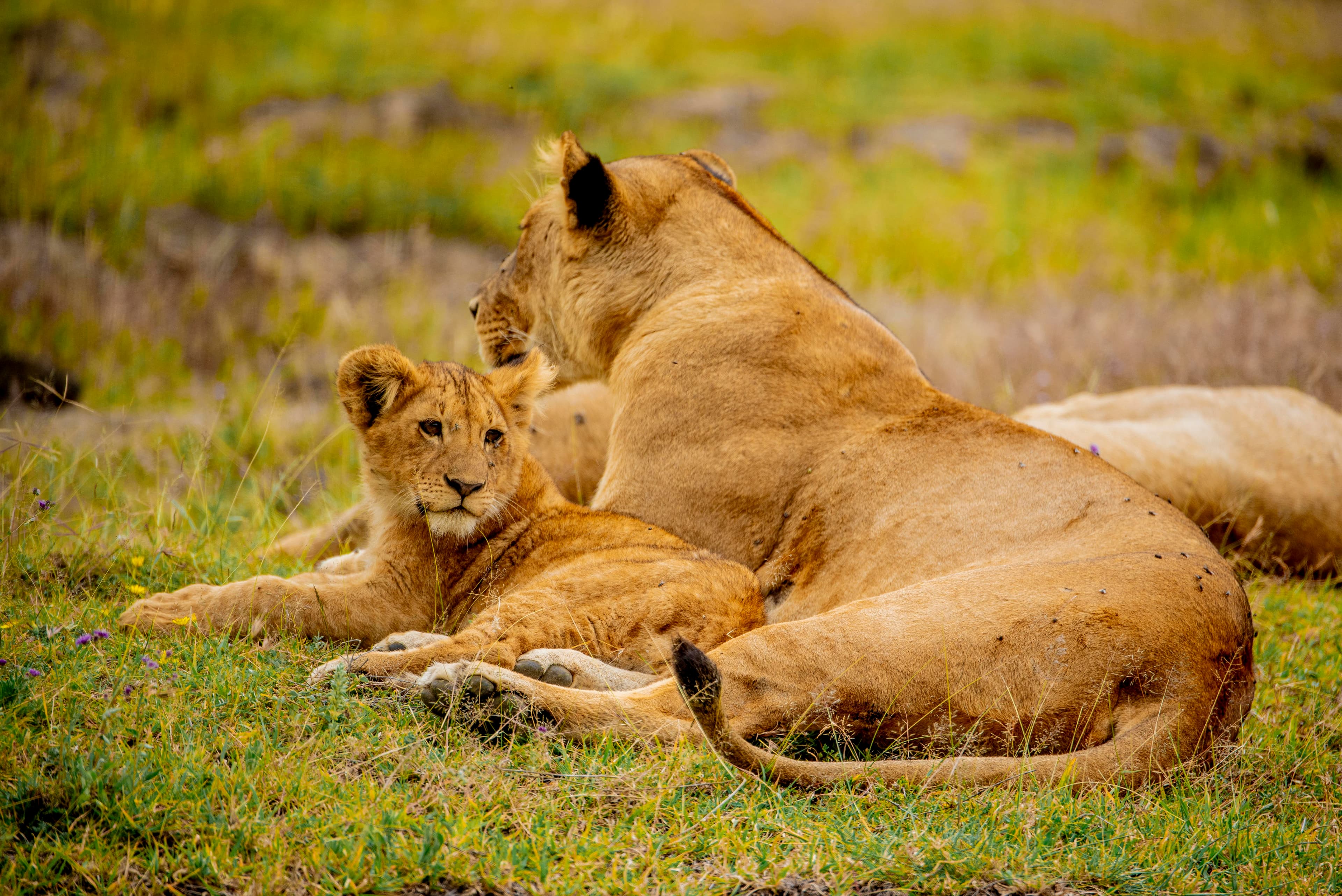 Tanzania wildlife
