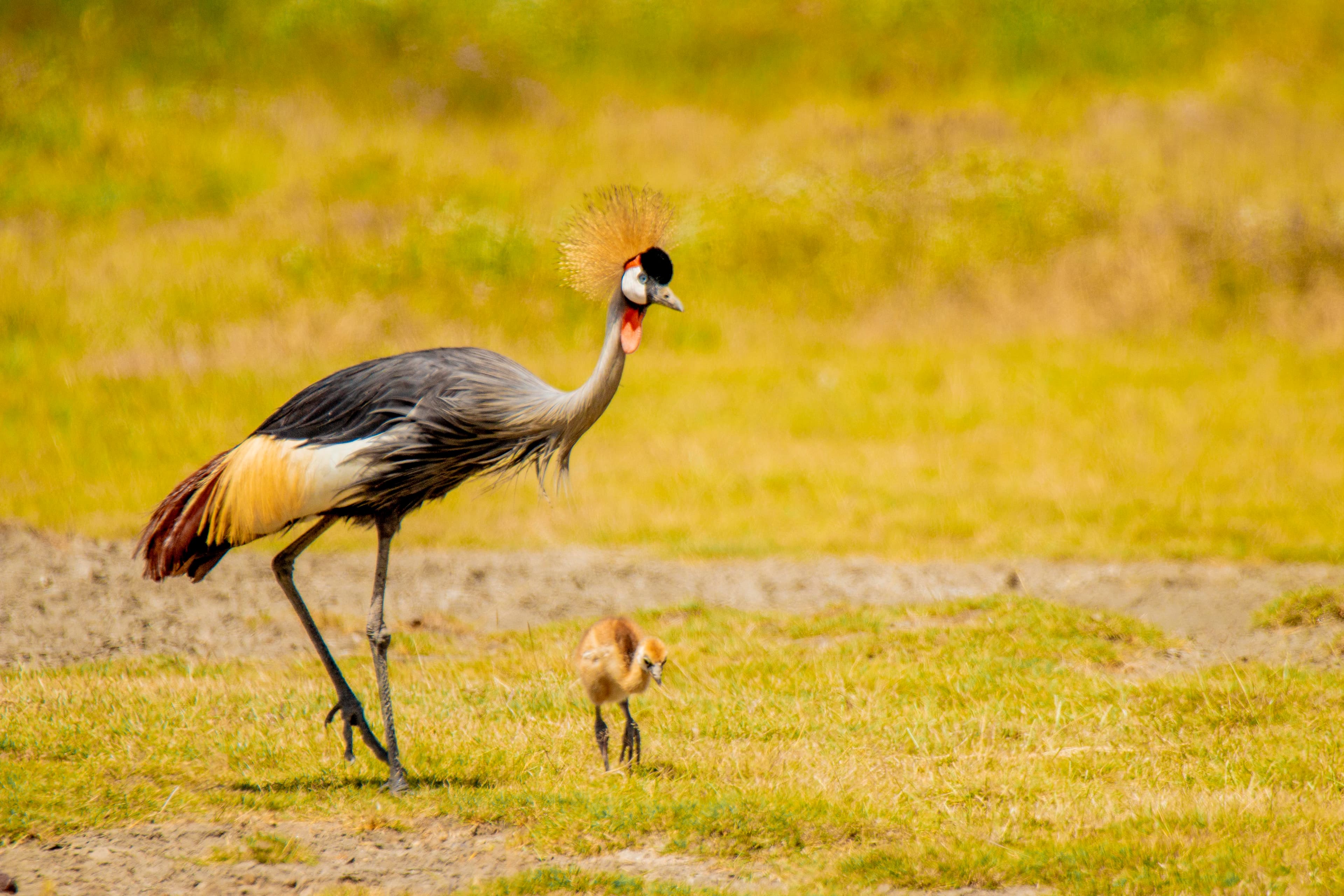 Tarangire National Park Day Trip