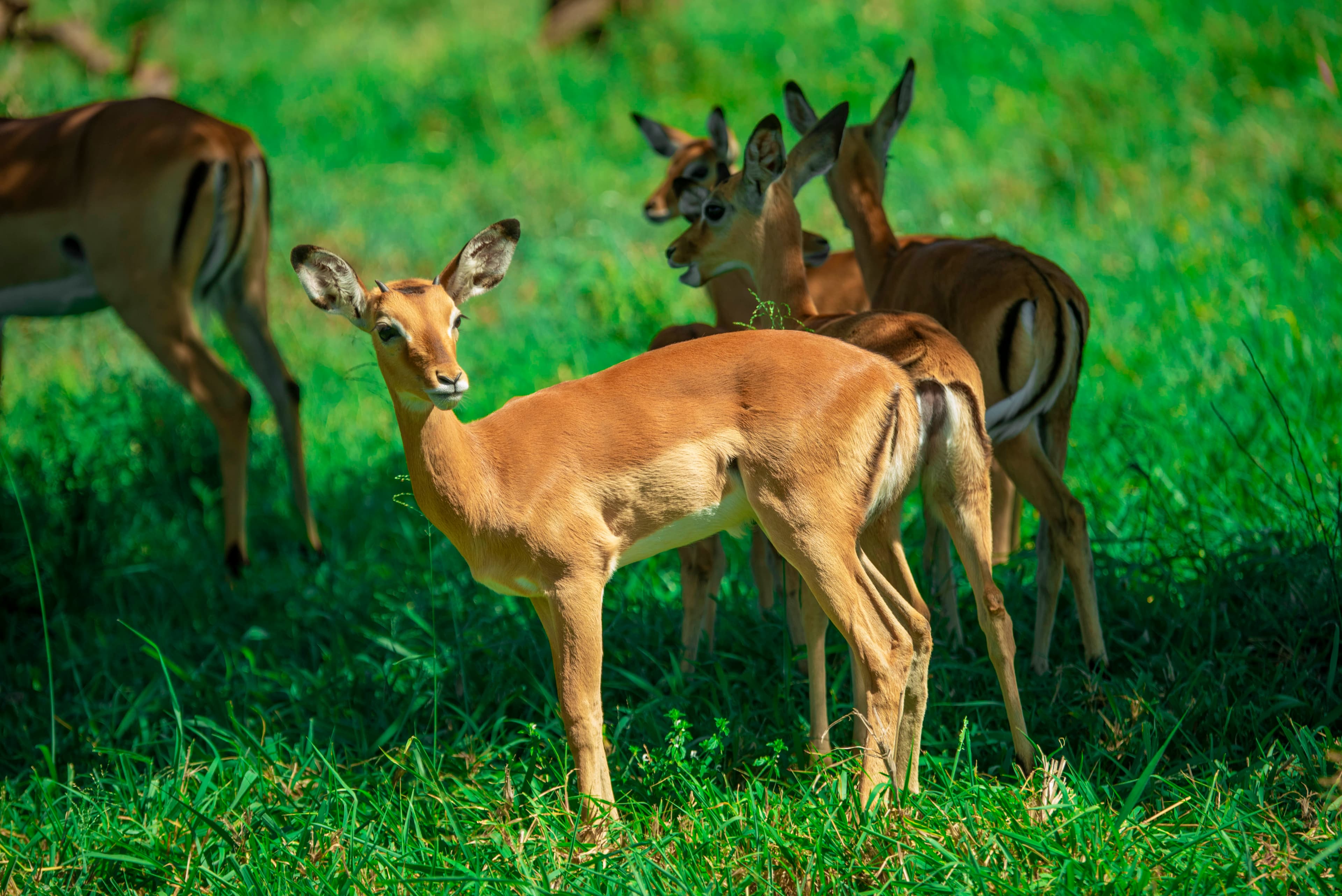 4-Day Wildebeest Calving Migration Safari – Ndutu Plains.