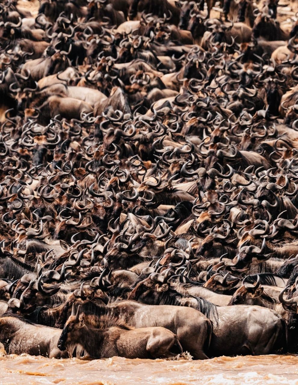 7-Day Great Migration Safari – Mara River Crossing (July–October)