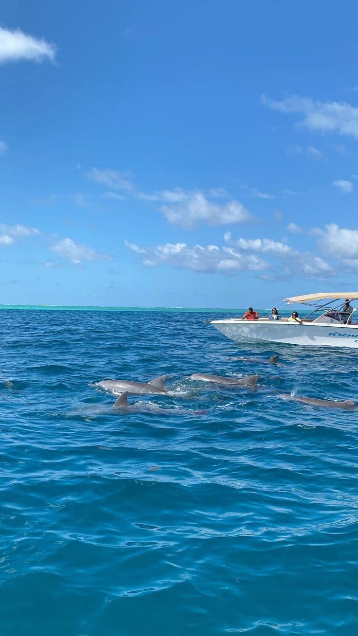 Dolphin Tour