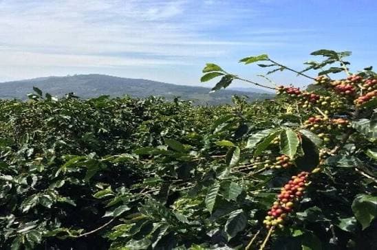 Materuni Waterfall (Village) and Coffee Day Tour